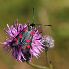 zygaena filipendulae