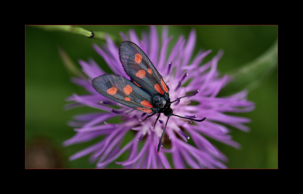 Zygaena Filipendulae