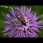 Zygaena Filipendulae