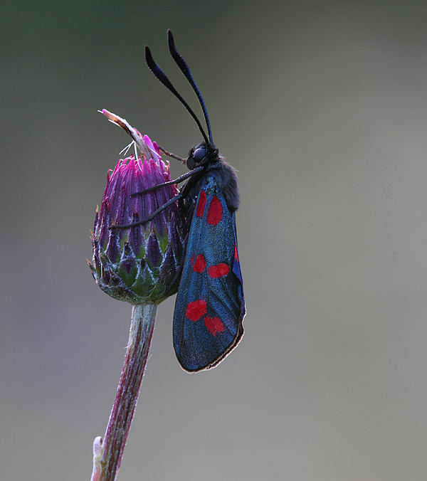 Zygaena filipendulae