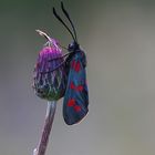 Zygaena filipendulae