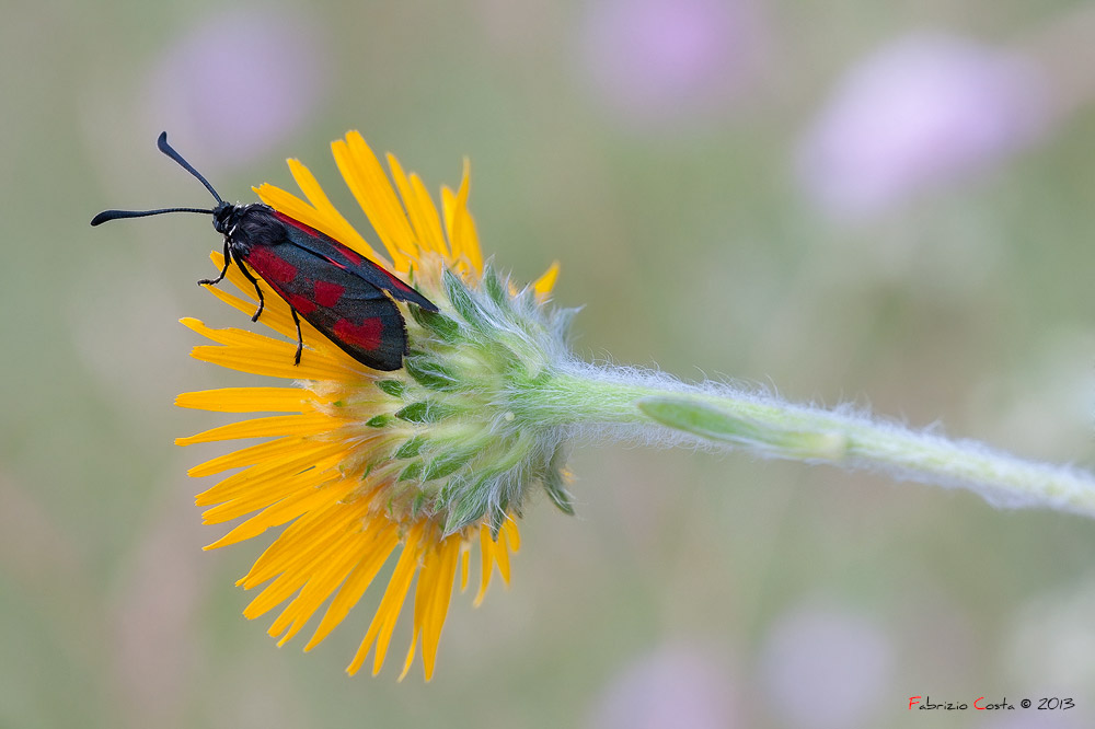 Zygaena filipendulae