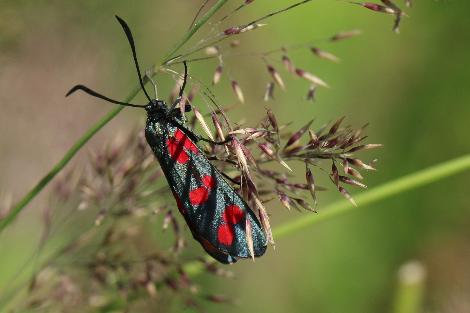 Zygaena filipendulae