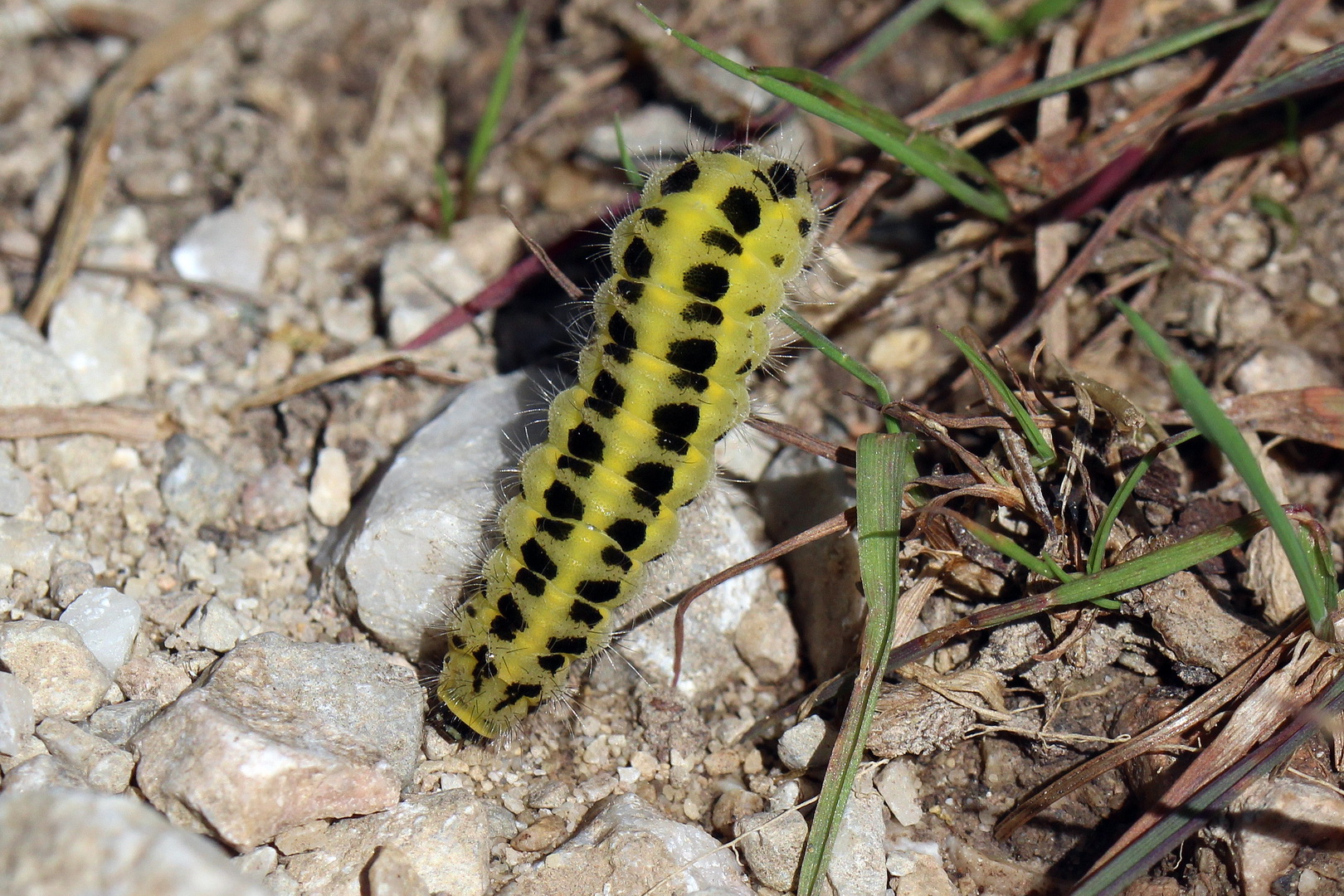 Zygaena filipendulae