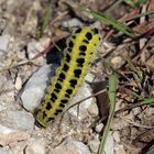 Zygaena filipendulae