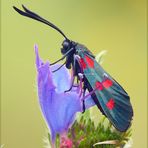 Zygaena-filipendulae