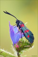 Zygaena-filipendulae