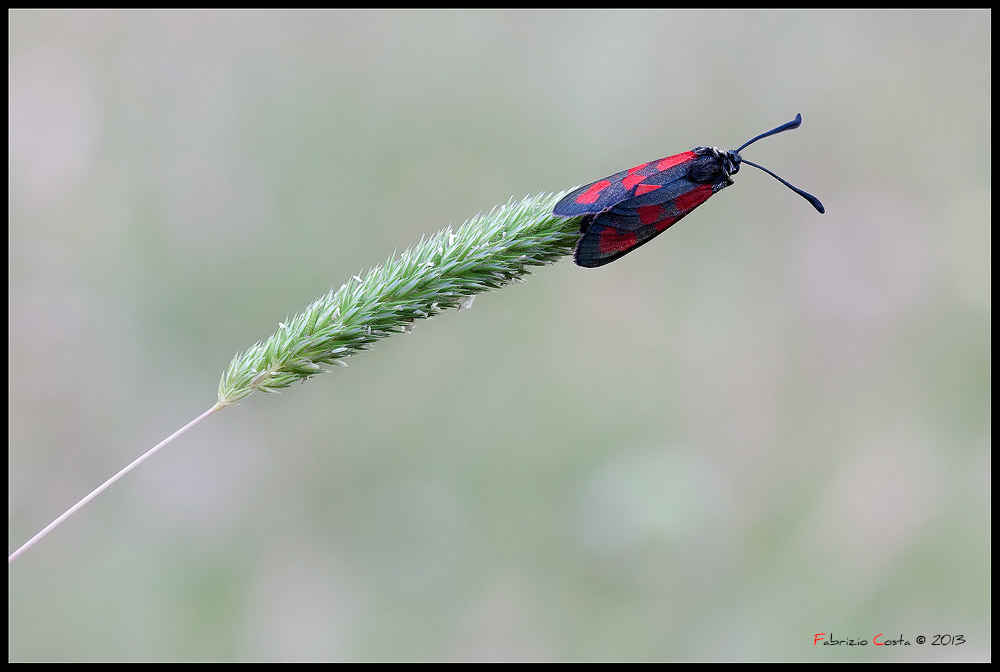 Zygaena filipendulae a riposo