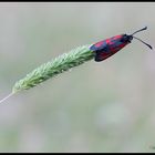 Zygaena filipendulae a riposo