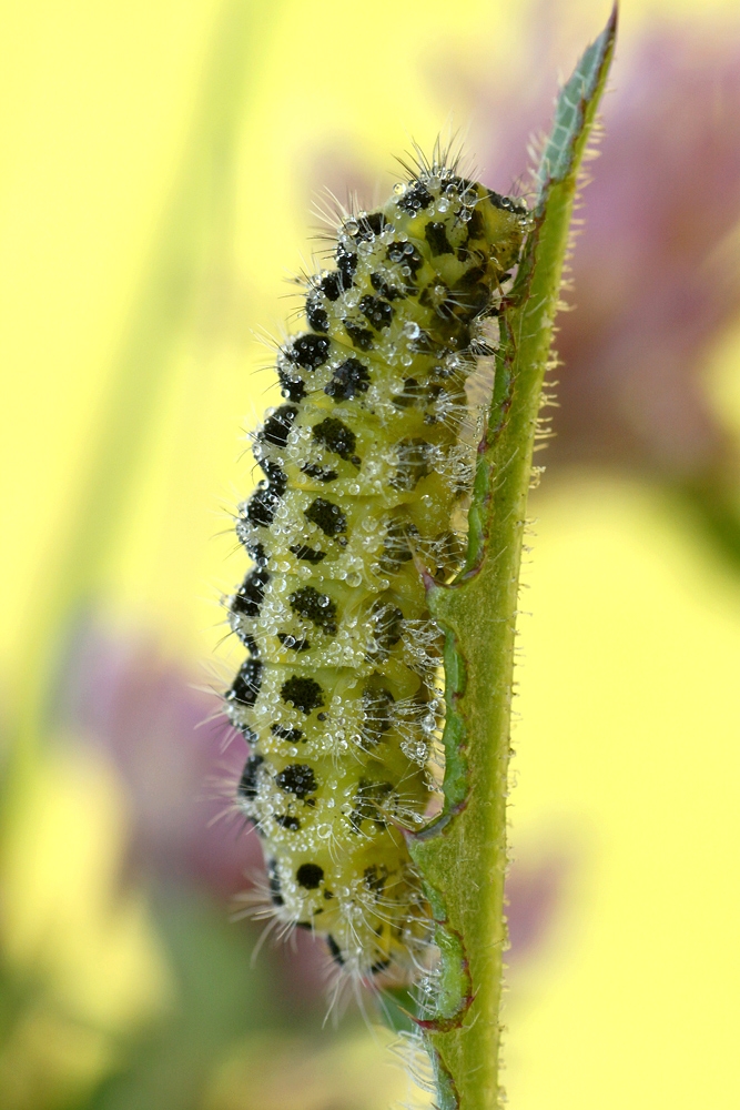 " Zygaena filipendulae "