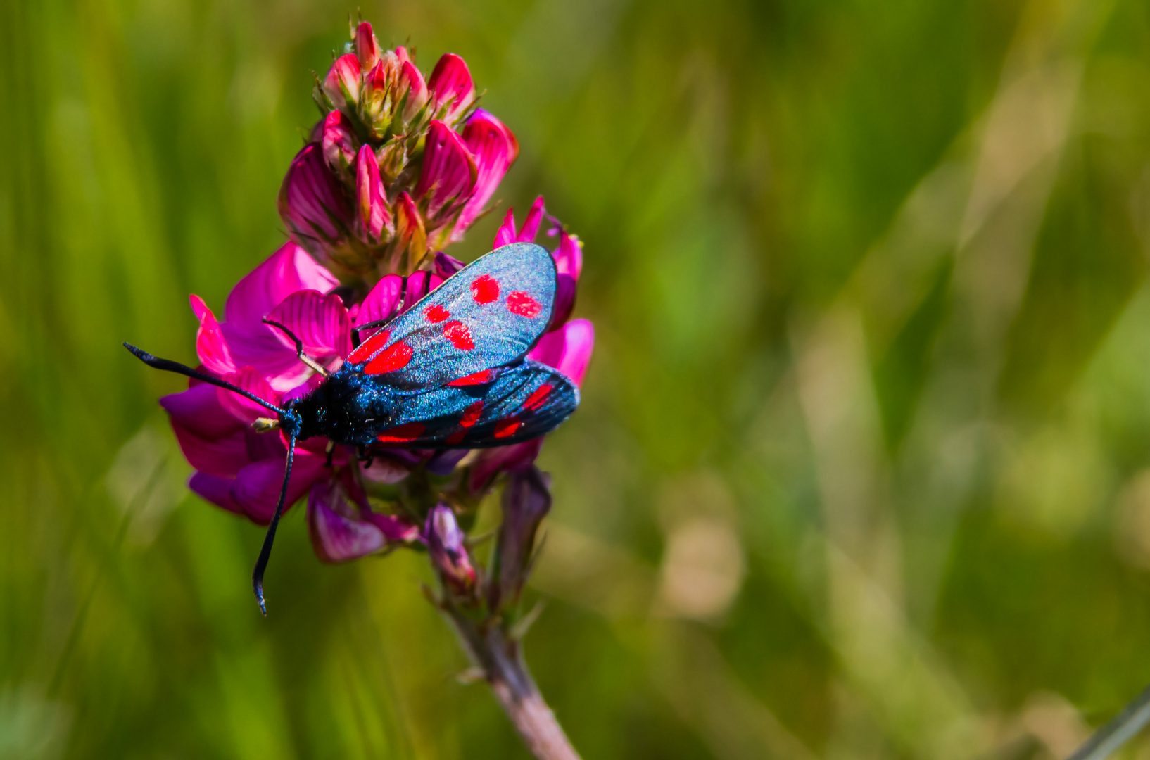 Zygaena filipendulae auf Esparsette