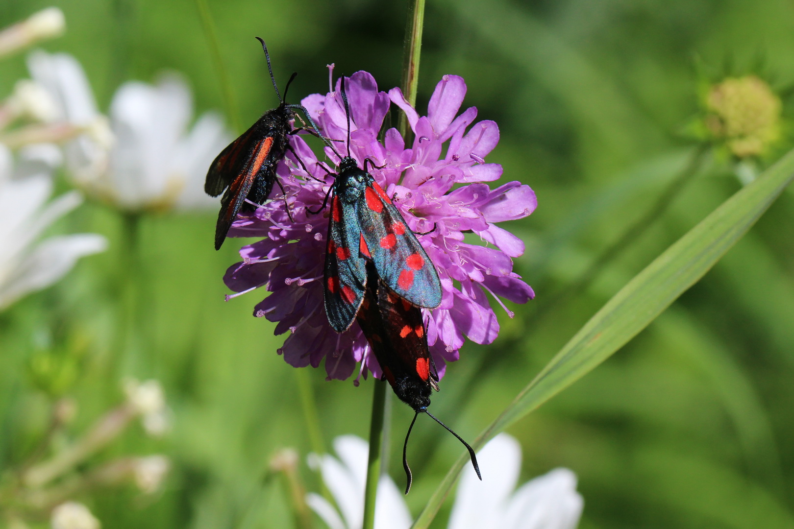 Zygaena filipendulae