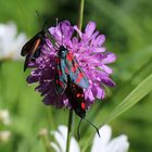 Zygaena filipendulae