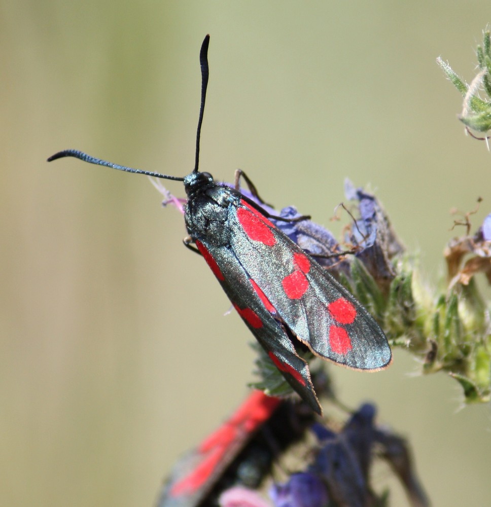 Zygaena filipendulae (Blutströpfchen)