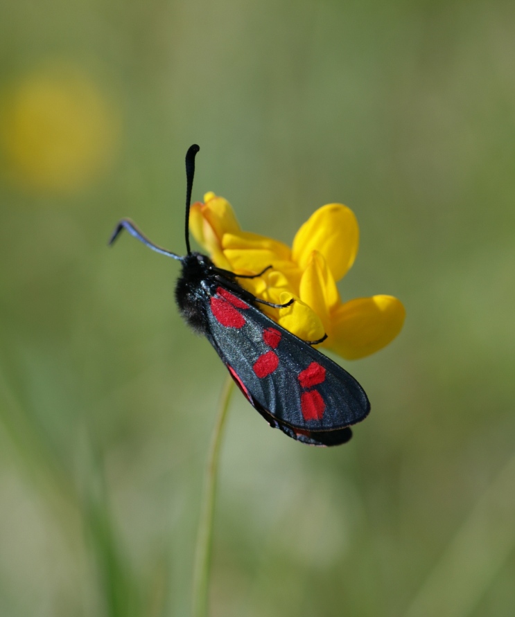 Zygaena filipendulae