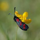 Zygaena filipendulae