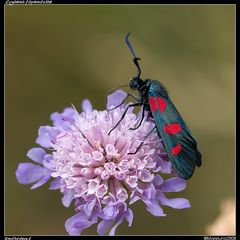 Zygaena filipendulae