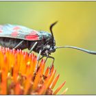 [zygaena filipendulae]