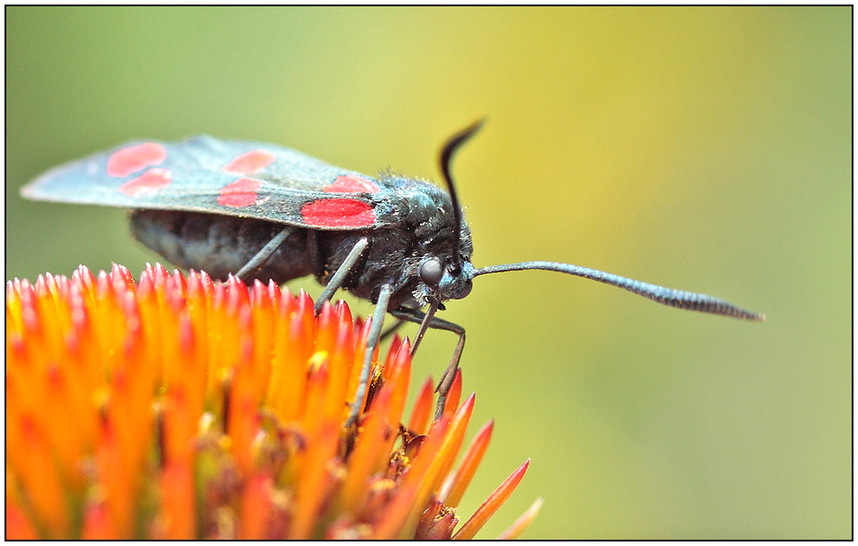 [zygaena filipendulae]