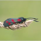 Zygaena filipendulae