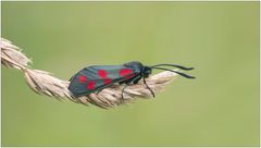 Zygaena filipendulae