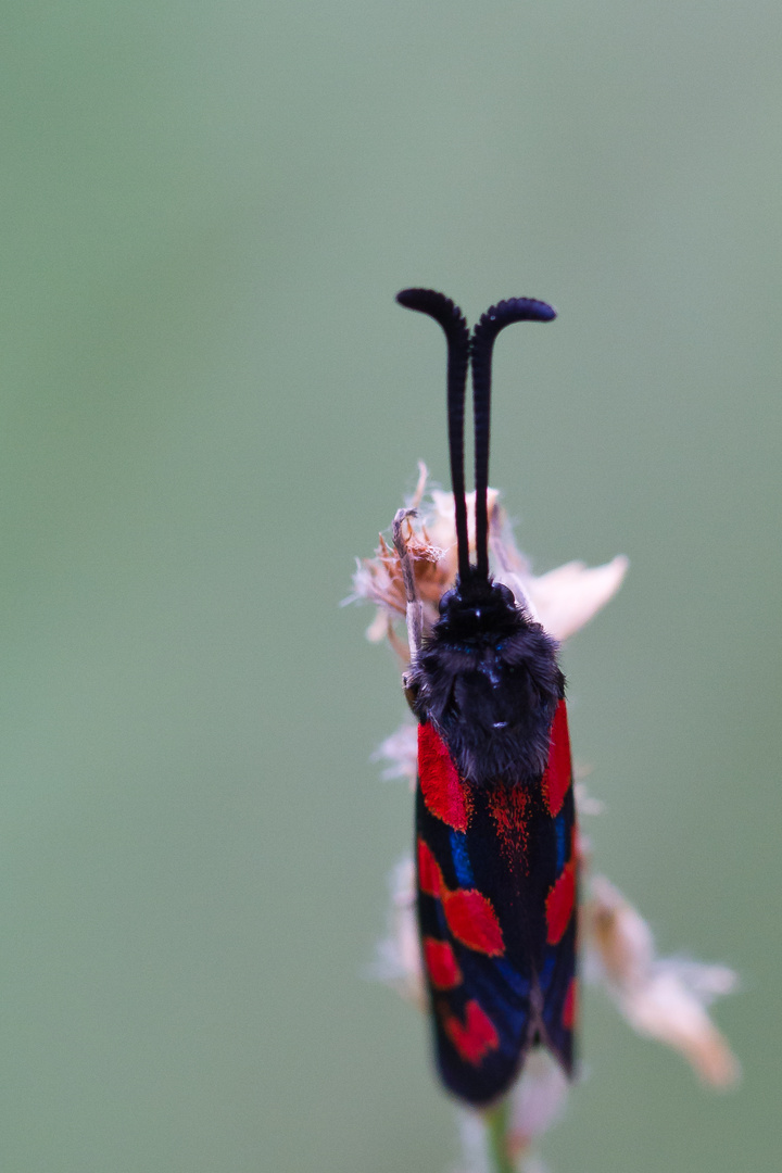 Zygaena Filipendulae endormi