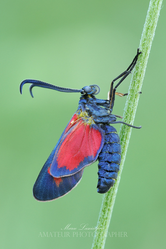 Zygaena filipendulae (Linnaeus, 1758)