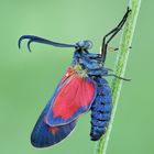 Zygaena filipendulae (Linnaeus, 1758)