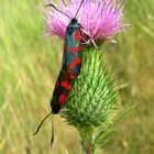 Zygaena filipendulae Lonicerae