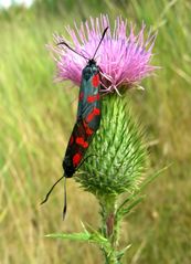 Zygaena filipendulae Lonicerae