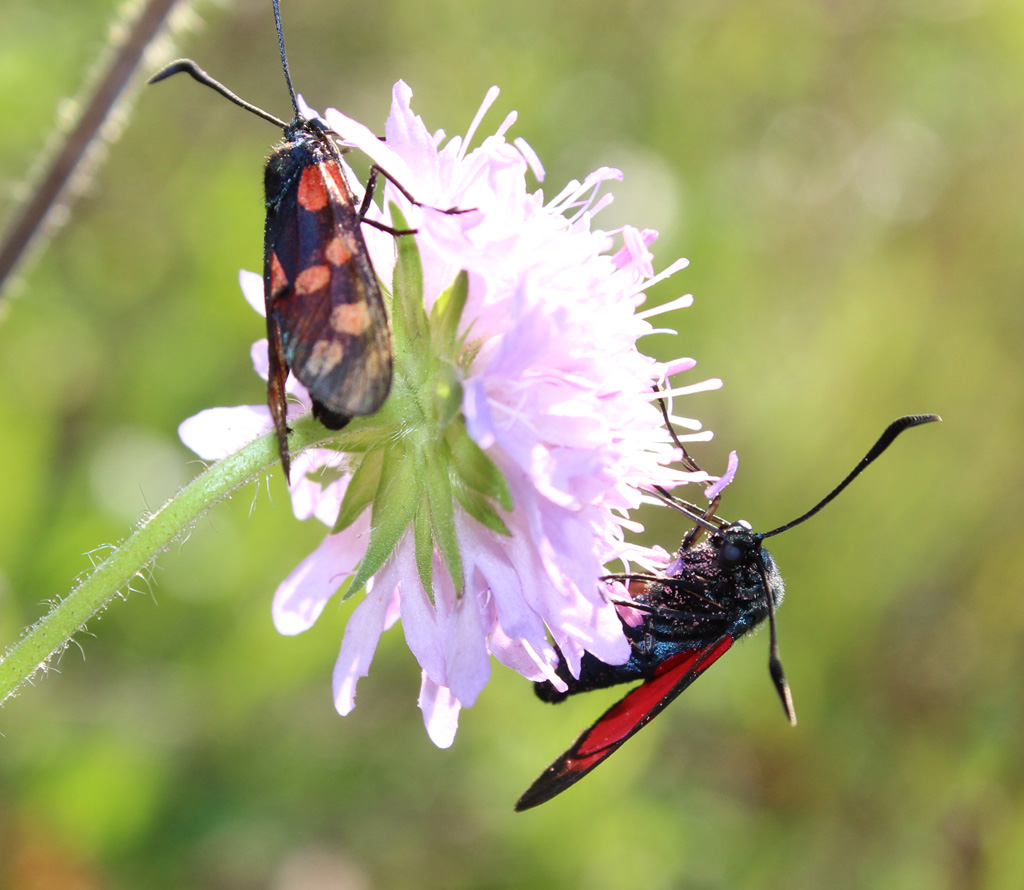 Zygaena filipendulae- Sechsfleck Widderchen 