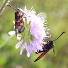 Zygaena filipendulae- Sechsfleck Widderchen 