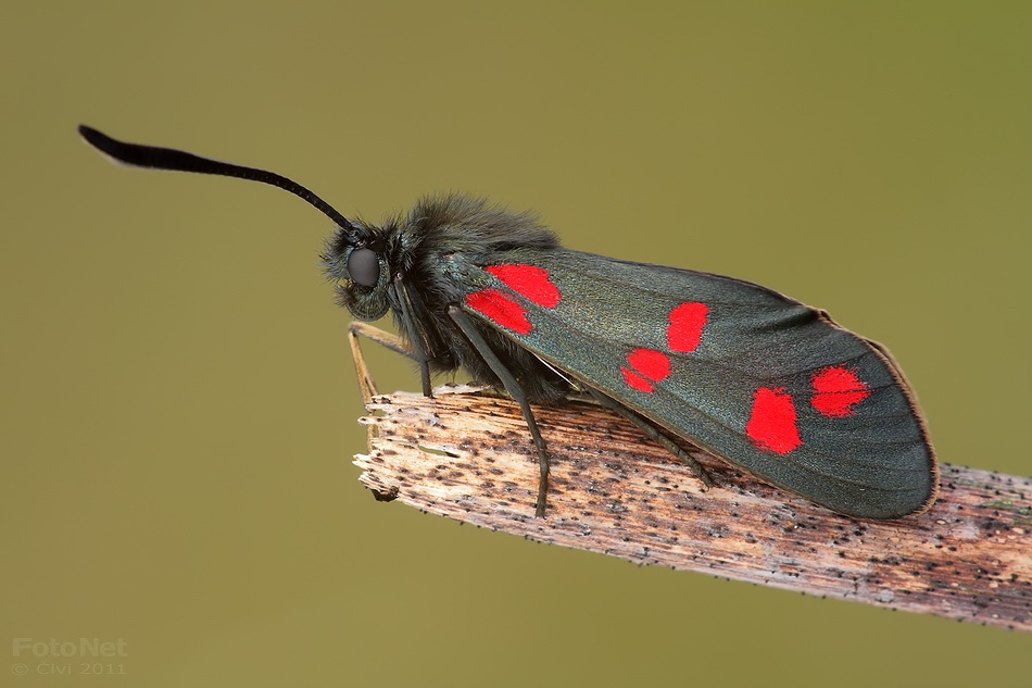 Zygaena filipendulae - vretienka obycajna