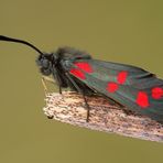 Zygaena filipendulae - vretienka obycajna