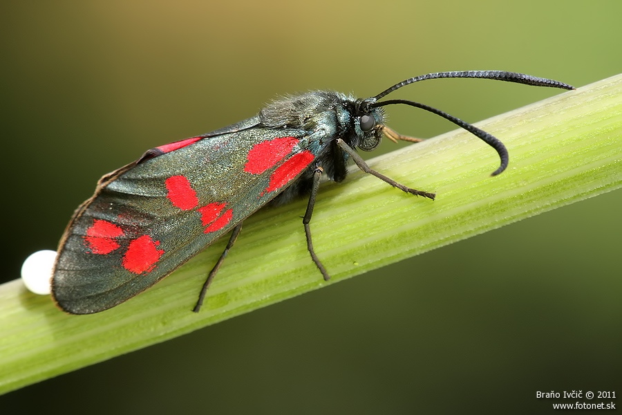 Zygaena filipendulae - vretienka obycajna