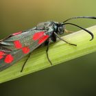 Zygaena filipendulae - vretienka obycajna