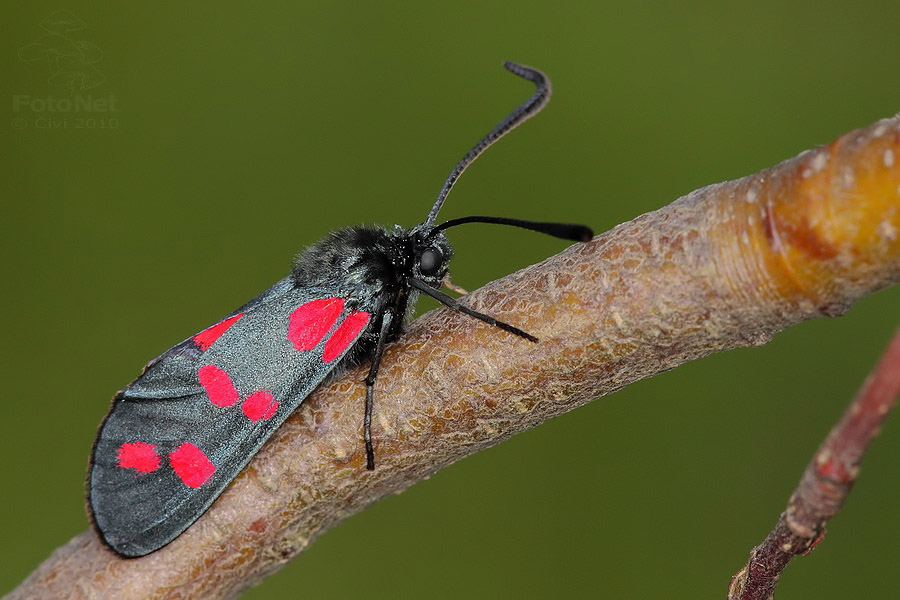 Zygaena filipendulae - vretienka obycajna