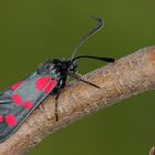 Zygaena filipendulae - vretienka obycajna