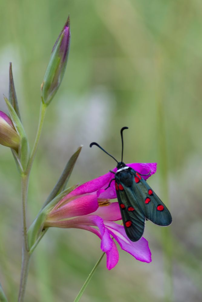 Zygaena lavandulae