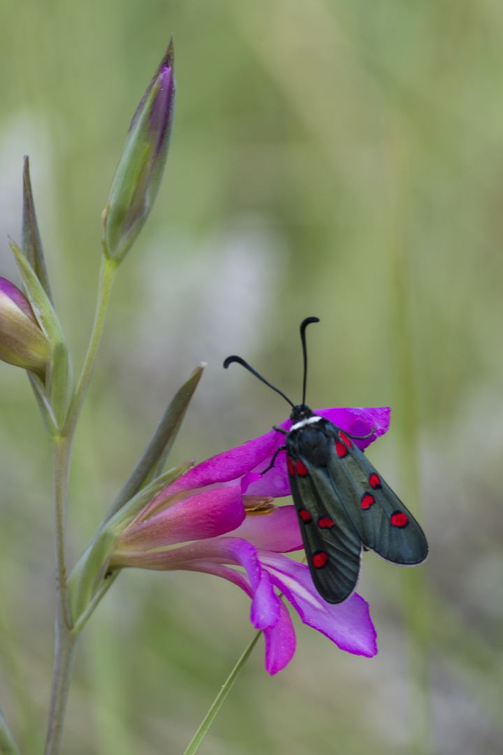 Zygaena lavandulae