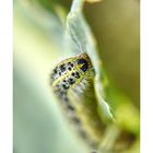 Zygaena lonicera