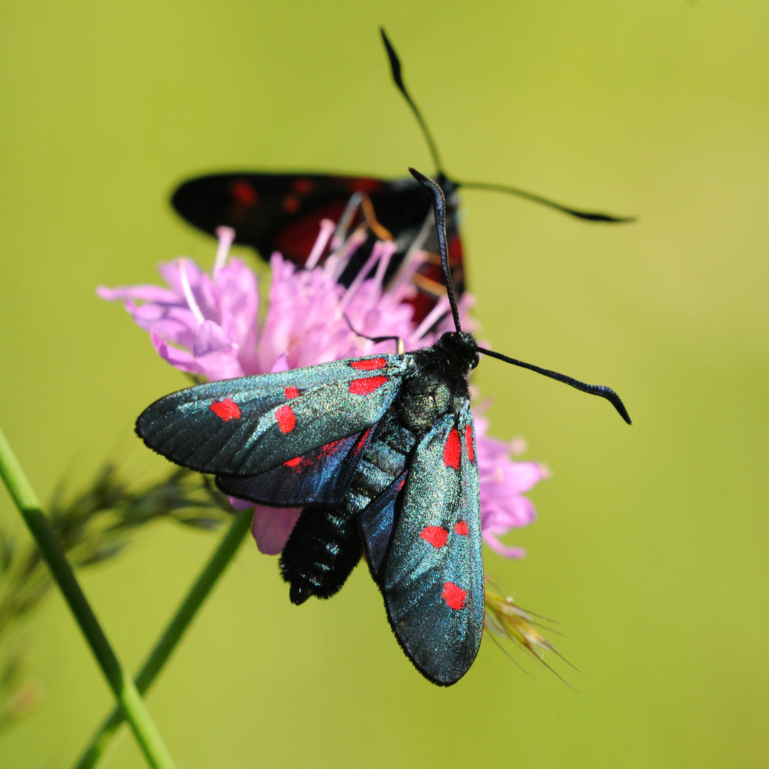 Zygaena lonicerae