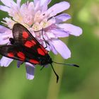 Zygaena lonicerae