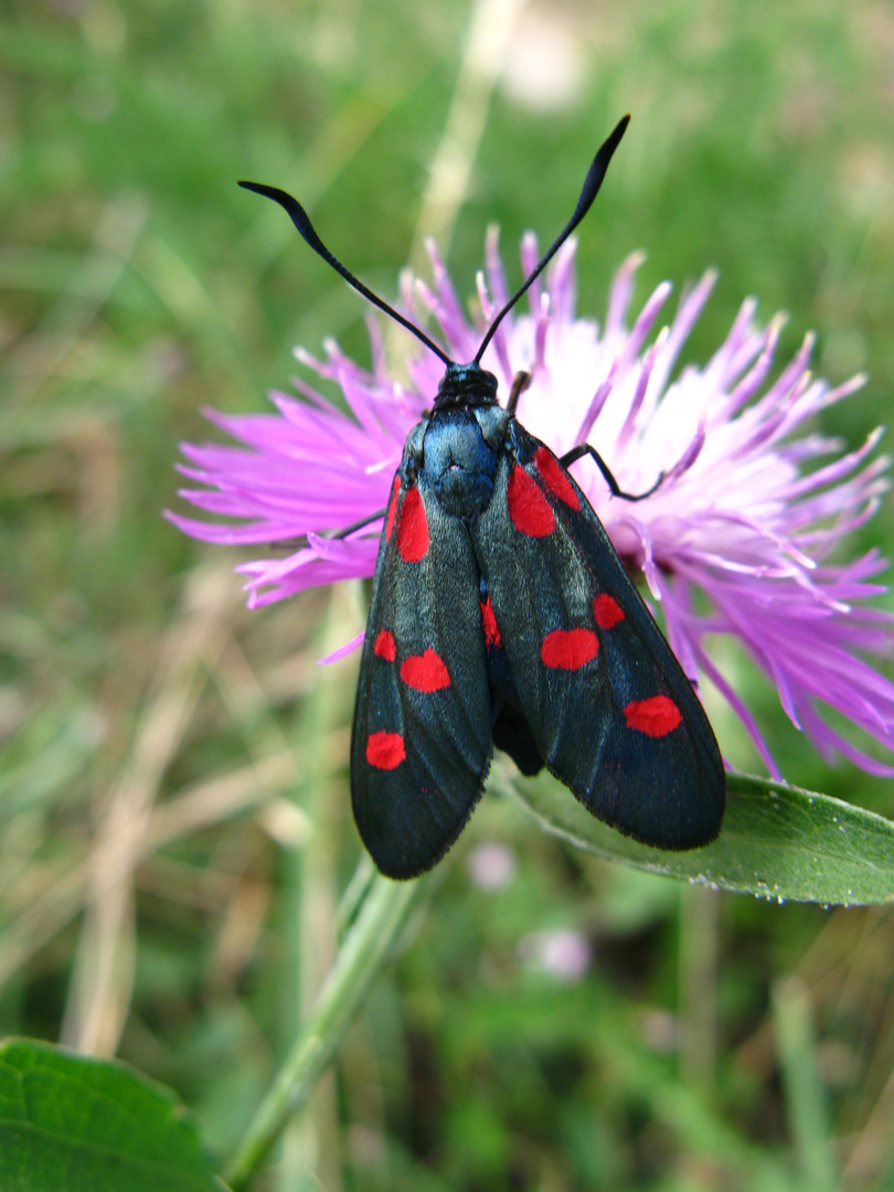 Zygaena lonicerae / filipendulae - Klee-Rotwidderchen - Sint-Jansvlinder