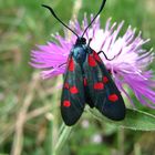 Zygaena lonicerae / filipendulae - Klee-Rotwidderchen - Sint-Jansvlinder