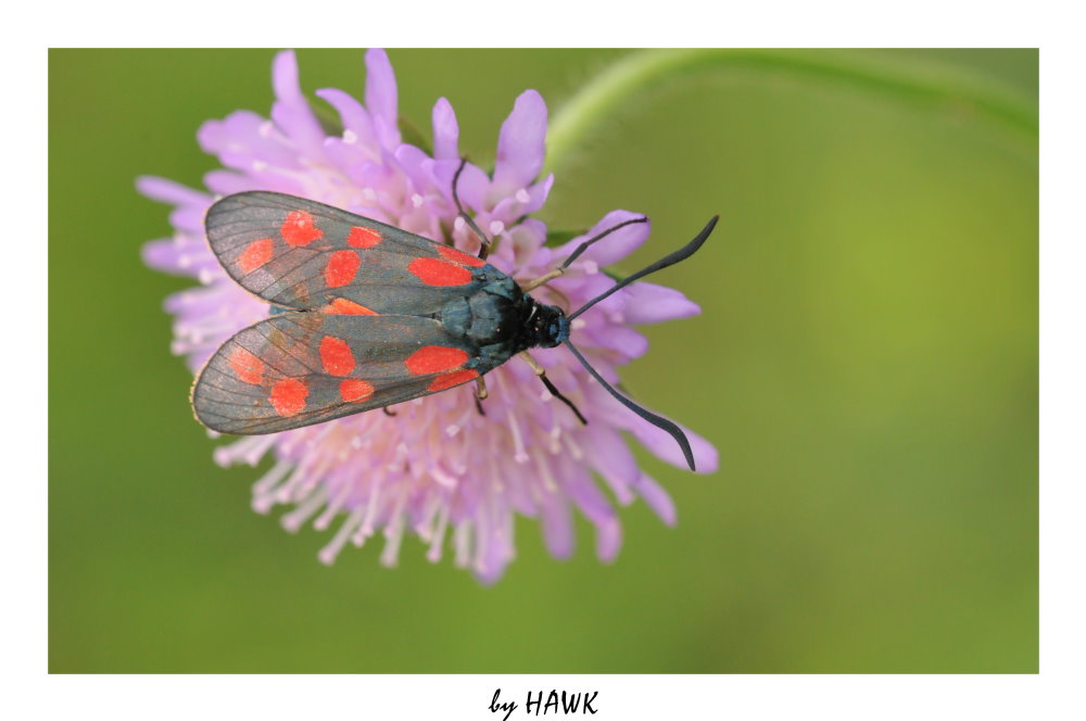 Zygaena lonicerae - Kleewidderchen