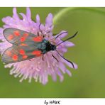 Zygaena lonicerae - Kleewidderchen