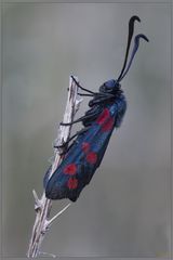 Zygaena lonicerae (Scheven, 1777)