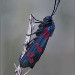 Zygaena lonicerae (Scheven, 1777)