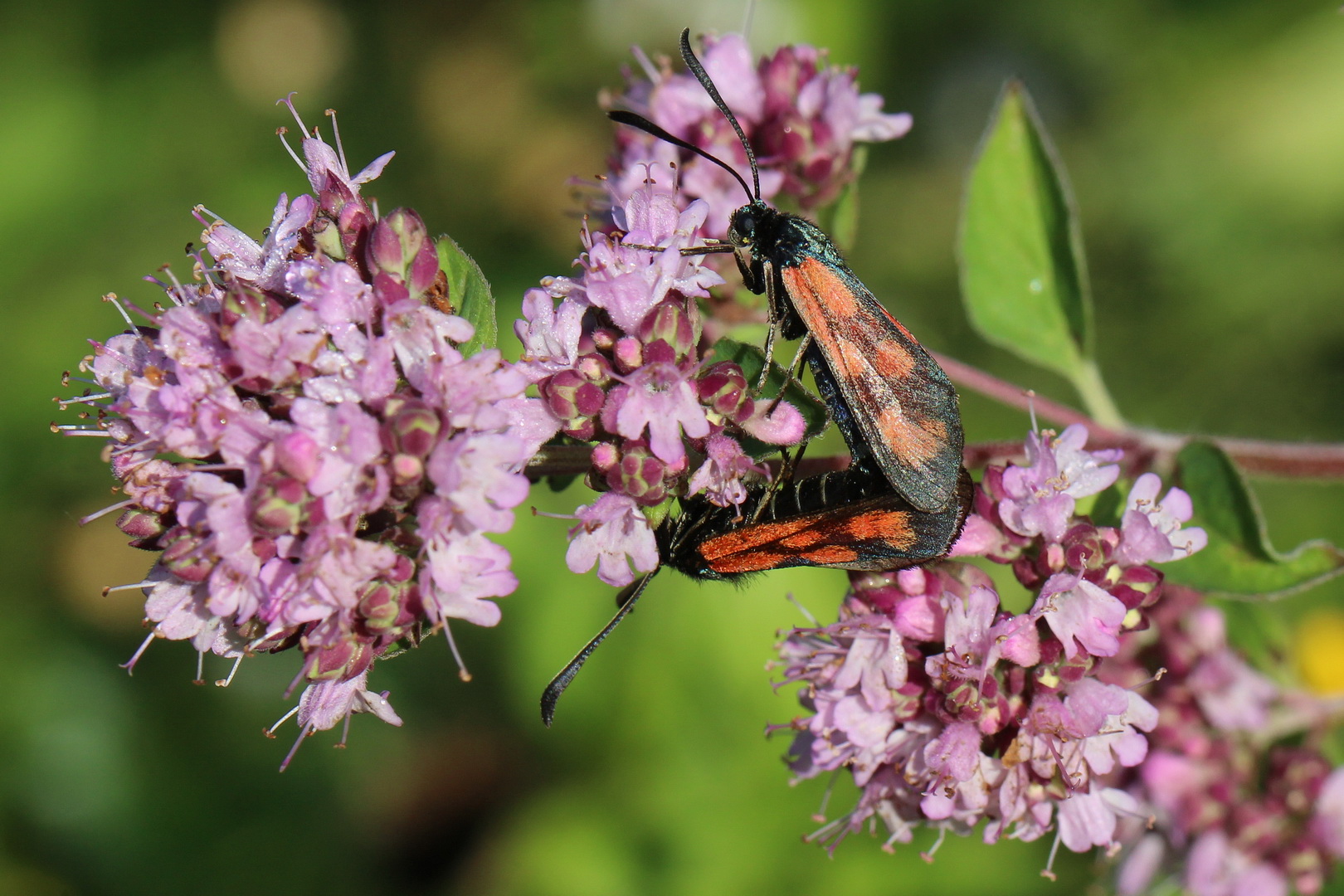 Zygaena loti